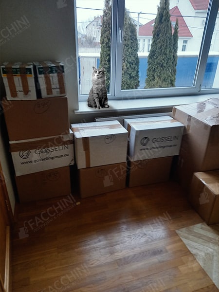 Кот в квартиру